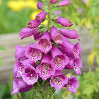 Buy canvas prints of Little Trumpets-Foxglove by Nicole Rodriguez