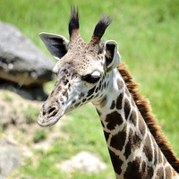 Buy canvas prints of Baby Giraffe Close Up by Nicole Rodriguez