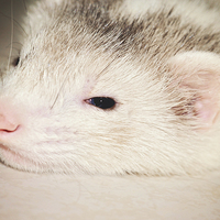 Buy canvas prints of Honey the Ferret by Nicole Rodriguez