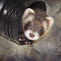 Buy canvas prints of Ferret at Play by Nicole Rodriguez