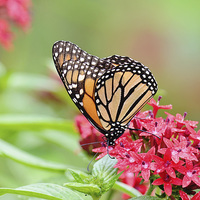 Buy canvas prints of Peaceful Butterfly by Nicole Rodriguez