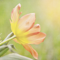 Buy canvas prints of Soft Tulip by Nicole Rodriguez