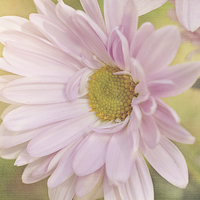 Buy canvas prints of Soft Daisy by Nicole Rodriguez