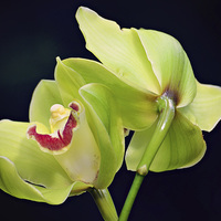Buy canvas prints of Beautiful Green Orchids by Nicole Rodriguez