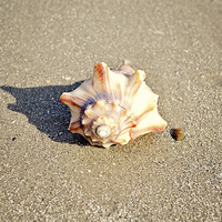Buy canvas prints of Resting Shell by Nicole Rodriguez