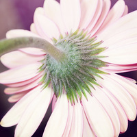 Buy canvas prints of Behind the Gerbera Daisy by Nicole Rodriguez