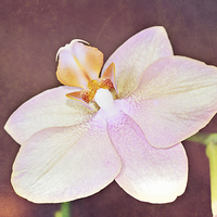 Buy canvas prints of Quiet Orchid by Nicole Rodriguez