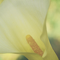 Buy canvas prints of Serene Calla on Texture by Nicole Rodriguez