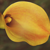 Buy canvas prints of Fall Calla Lily by Nicole Rodriguez
