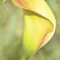 Buy canvas prints of CallaLily60 by Nicole Rodriguez