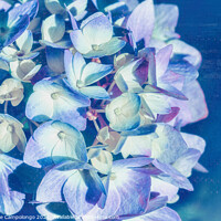 Buy canvas prints of Mophead Hydrangea Filtered Blue by Marianne Campolongo