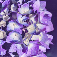 Buy canvas prints of Mophead Hydrangea Filtered Purple by Marianne Campolongo