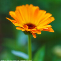 Buy canvas prints of Happy golden calendula by Marianne Campolongo