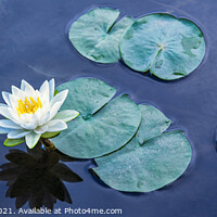 Buy canvas prints of Beautiful Waterlily Panorama by Marianne Campolongo