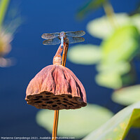 Buy canvas prints of Blue dasher dragonfly on dried lotus pod by Marianne Campolongo