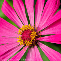 Buy canvas prints of Pink Zinnia Macro by Marianne Campolongo