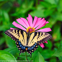 Buy canvas prints of Eastern Tiger Swallowtail Butterfly on Pink Zinnia by Marianne Campolongo