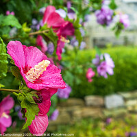 Buy canvas prints of Hibiscus Syriacus II by Marianne Campolongo