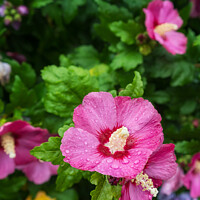 Buy canvas prints of Hibiscus syriacus by Marianne Campolongo