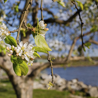 Buy canvas prints of Apple blossoms by the Hudson River New York by Marianne Campolongo