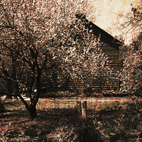 Buy canvas prints of vintage cherry garden by olga hutsul
