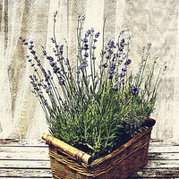 Buy canvas prints of basket with lavender by olga hutsul