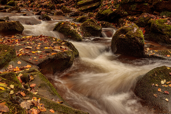 Autumn on the Clywedog River Picture Board by Wendy Williams CPAGB