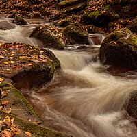 Buy canvas prints of Autumn on the Clywedog River by Wendy Williams CPAGB