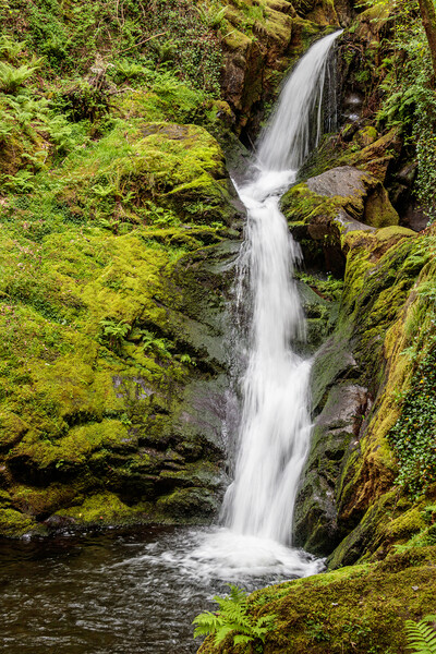Majestic Dolgoch Falls Picture Board by Wendy Williams CPAGB
