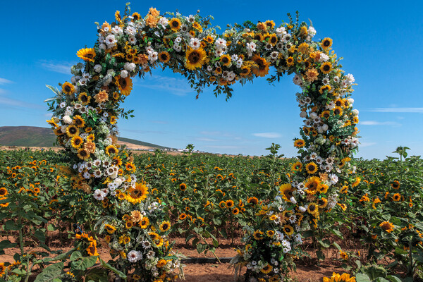 Heart of Sunflowers Picture Board by Wendy Williams CPAGB