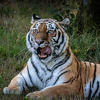 Buy canvas prints of Majestic Siberian Tiger by Wendy Williams CPAGB