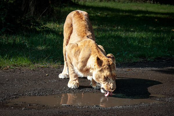 Serene Lioness Drinking Picture Board by Wendy Williams CPAGB