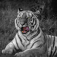 Buy canvas prints of Majestic Amur Tiger by Wendy Williams CPAGB