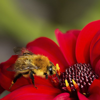 Buy canvas prints of Busy Bee by Wendy Williams CPAGB