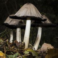 Buy canvas prints of Common Ink Cap by Wendy Williams CPAGB