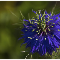 Buy canvas prints of Love in a Mist by Wendy Williams CPAGB