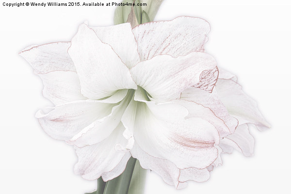  Amaryllis Picture Board by Wendy Williams CPAGB