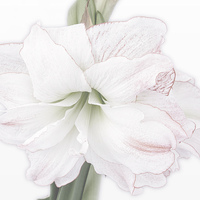 Buy canvas prints of  Amaryllis by Wendy Williams CPAGB