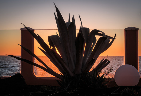 Cactus  silhouette at Sunrise Picture Board by Wendy Williams CPAGB