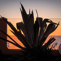 Buy canvas prints of Cactus  silhouette at Sunrise by Wendy Williams CPAGB