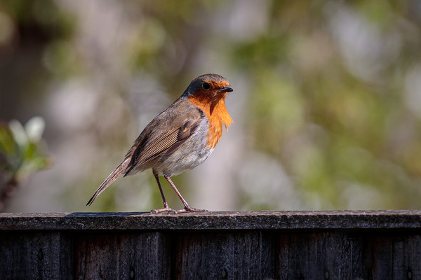 Windblown Robin Picture Board by Wendy Williams CPAGB