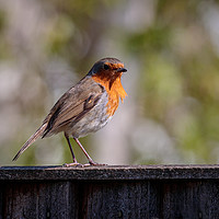 Buy canvas prints of Windblown Robin by Wendy Williams CPAGB