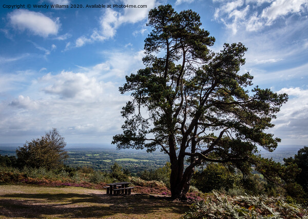 Leith Hill View Picture Board by Wendy Williams CPAGB