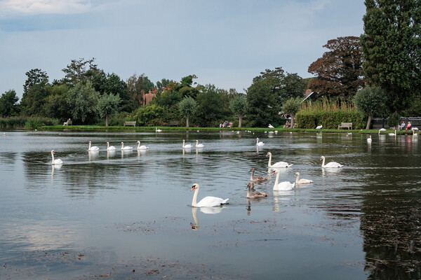 Majestic Swans in Thorpeness Picture Board by Wendy Williams CPAGB