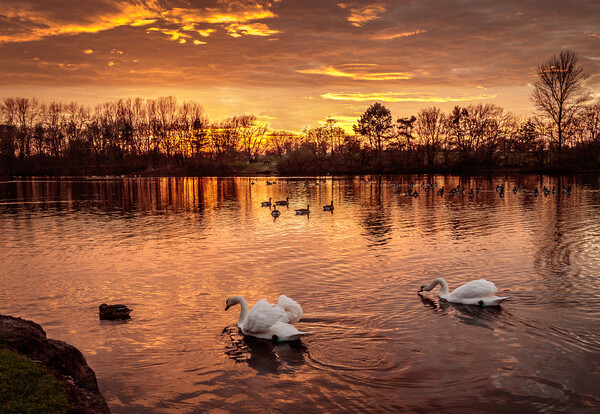 Fiery Skies and Serene Swans Picture Board by Wendy Williams CPAGB
