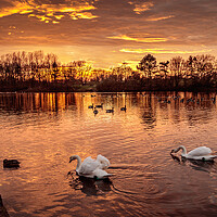 Buy canvas prints of Fiery Skies and Serene Swans by Wendy Williams CPAGB