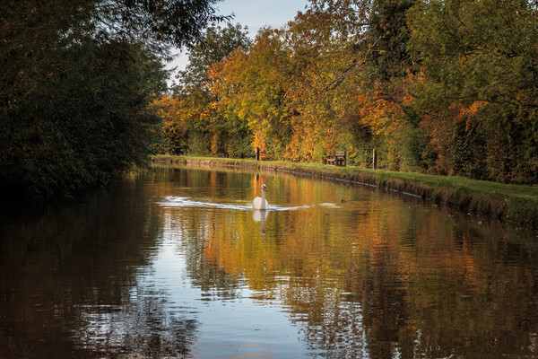 Autumn Colours on the Shropshire Union canal Picture Board by Wendy Williams CPAGB