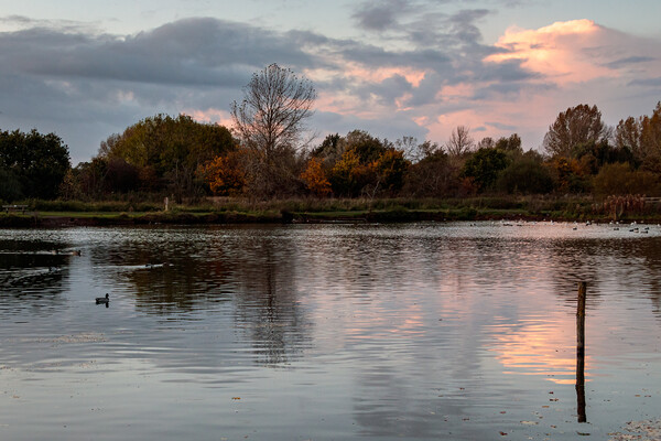 Nantwich Lake at Dusk Picture Board by Wendy Williams CPAGB