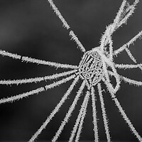 Buy canvas prints of Frozen Spiderweb by Wendy Williams CPAGB