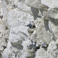 Buy canvas prints of Gulls on cliff by Paul Stevens